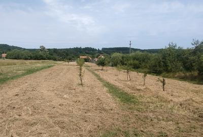 Cavanzare Copacele cu teren 1530 m și o livada - 2