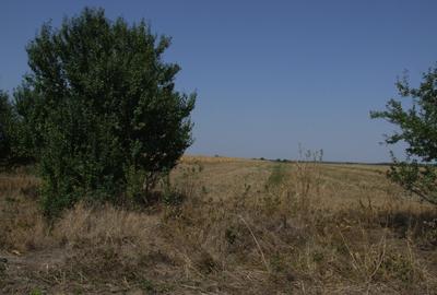 Domnesti-Teghes, teren 9.817 mp strada Pinului - 3
