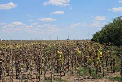 Teren Popesti | A0 | 3.3 HA intravilan | CU P+2 | Comision 0 - 9