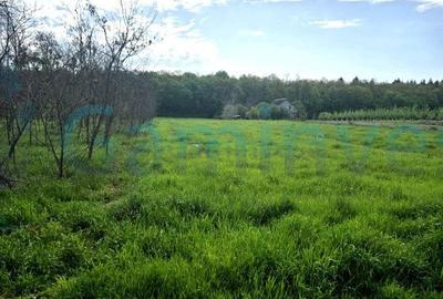 Proprietate cu teren, 5300 mp, Alparea, Bihor - 6