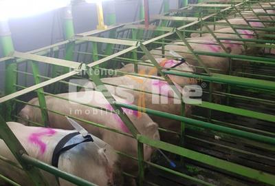 AFACERE LA CHEIE  FERMA DE  PORCI - 2