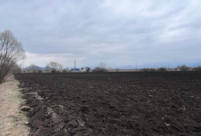 Teren 50000mp Extravilan-Intrare Halchiu-Cod 5235 - 4