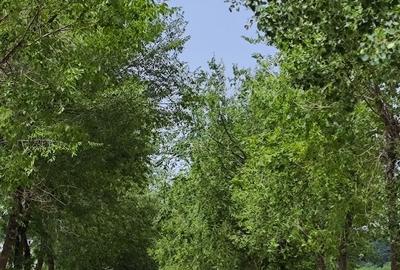 Loturi constructie intre 80-95 Euro/mp - Afumati, Strada Padurii - 6