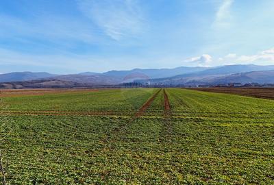 Teren extravilan | 14,600mp | Tărlungeni - 1