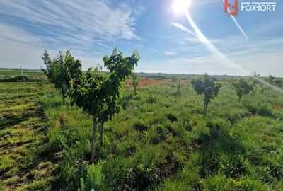 Teren extravilan de 3500 mp de vanzare in Remetea Mare - 7