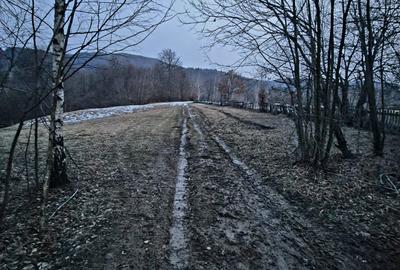 Teren extravilan 5000 mp Sinca Noua - 1