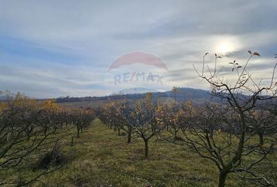 Teren extravilan 10,791mp Falticeni / Strada DJ209A, Opriseni - 7