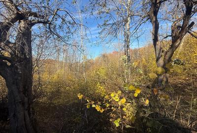 Teren langa pădure 6400mp+casa demolabila-deschidere 35 ml - 6