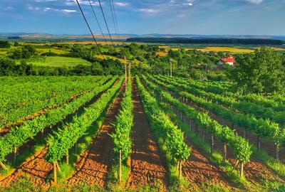 Investiție rară în Bihor - 3