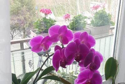 Apartament cu 3 camere de vanzare, etaj 2, - Micalaca - 7