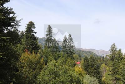 Teren Sinaia- Furnica - 3
