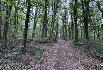 46644 mp teren in Padurea Baneasa proiect exclusivist - 6