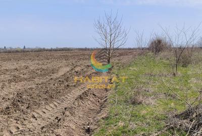 Teren extravilan – 10.000 mp, acces DN4 Frumușani, Comision 0 - 1