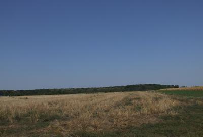 Clinceni-Ordoreanu-padure loturi  733mp - 10