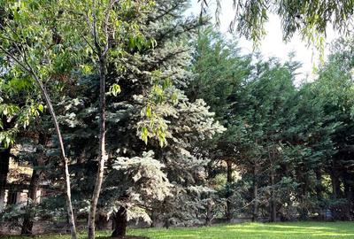 Casa cu  4 camere  Balotesti Ilfov zona Tuna, Dimieni - 18