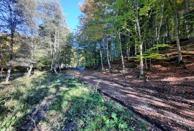 Teren 7.160 mp la marginea pădurii– Alexandru cel Bun,acces forestier cod 160785 - 3