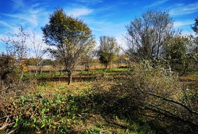 Teren Generos cu Casa in Gruiu - Snagov - 6