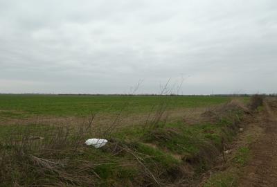 Teren 10.000 mp Butimanu in spatele caselor - 2