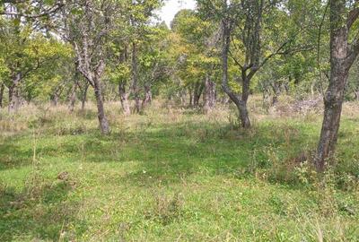 Teren extravilan 10.000 mp – Livadă de pruni, Dorolea (15 km de Bistrița) - 1