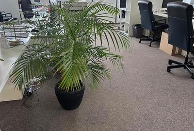 Comision 0! Inchiriere spații birouri in zona Piata Victoriei - de la 107mp - 11