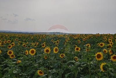 Teren parțial intravilan-300000mp Stroiești-Trei Movile, Suceava - 8