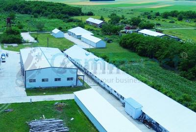 Hala de vanzare cu exclusivitate, la 24 km de Oradea, in Salard, Bihor - 3