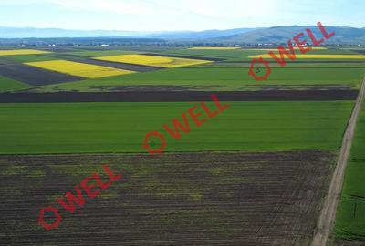 5 terenuri agricole de vânzare în Sântionlunca! - 4
