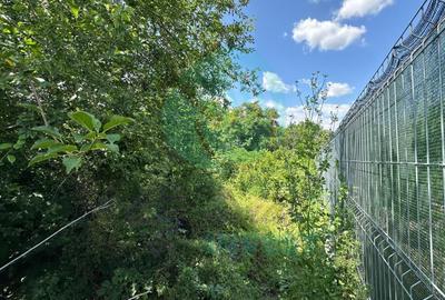 Teren 16534 mp pentru dezvoltare rezidențială, Siliștea Snagovului - 6