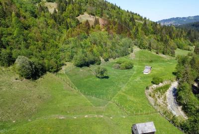 Teren 12,127mp Frasin / Drumul Forestier Valea Seacă - 1