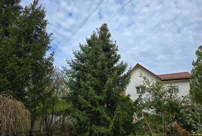 Inchiriere casa soseaua Snagov nr 229, teren 1000 mp - 4