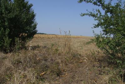 Clinceni-Ordoreanu-padure loturi  733mp - 11