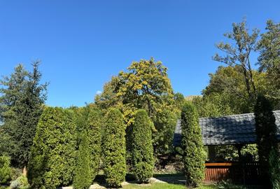 Casă de vacanță tip Chalet pe Valea Muresului - 10