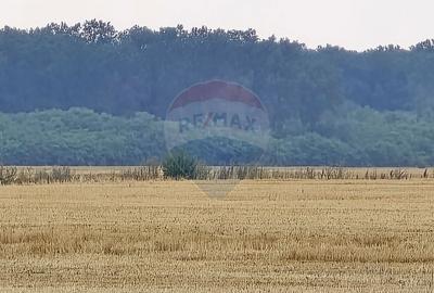 Teren intravilan Buftea, langa Padurea Mocanului - 1