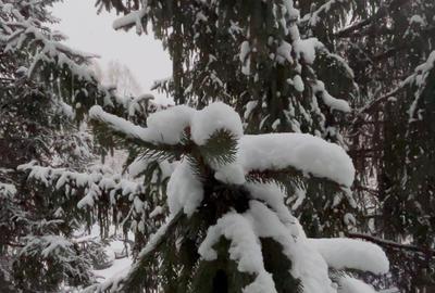 Corbeanca Ostratu- casa singur curte - 1