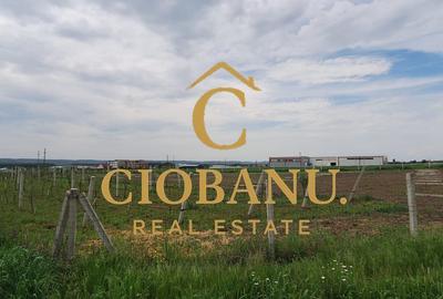 Teren intravilan cu PLANTATIE DE GOJII de vanzare in Racari - 25