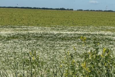 Vând teren agricol comuna Lita județ Teleorman - 1