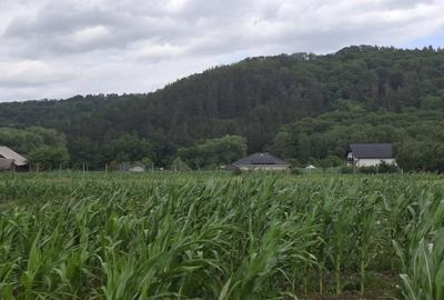 Se vinde teren de 5000mp, intr o zona foarte liniștită aproape de pădure - 3