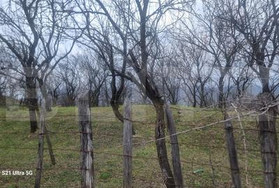 Teren Construcții intravilan de 3781 mp, în Schiulești