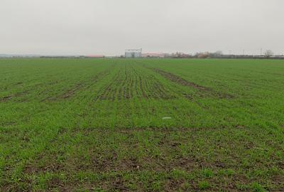 DJ200  Stefanesti de Jos / Dascalu    - Targoviste Gaesti  Vanzare  Teren - 11