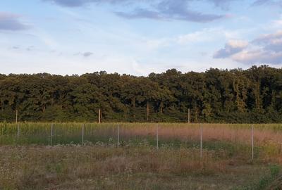 Teren intravilan | Snagov | Ghermanesti | 1500 mp - 1