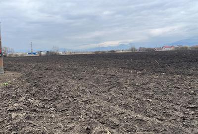 Teren 50000mp Extravilan-Intrare Halchiu-Cod 5235 - 6