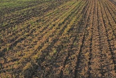 Teren Extravilan GIURGIU 16 Ha (la 50km de București) - 4