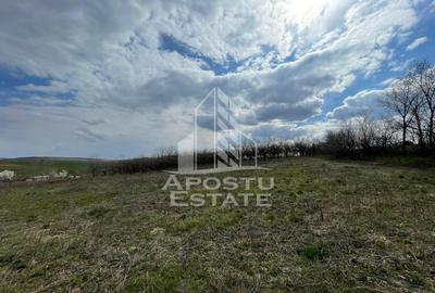 Teren intravilan pentru investitie, 2896 mp, Herneacova Timis - 7