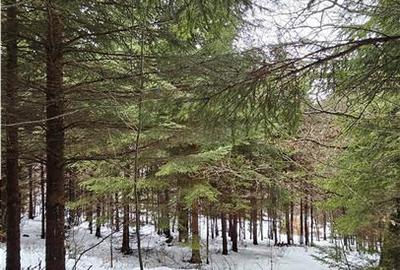 Teren superb extravilan in apropiere de Poiana Brasov - 8