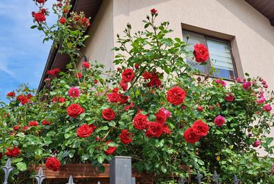 Vilă P+1 4 camere Teren 300 mp  Bragadiru – Strada Safirului - 1