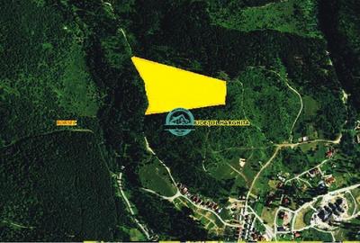 Padure de vanzare sup. 3.6 ha la 400 m de drum asfaltat in Boresc - 1