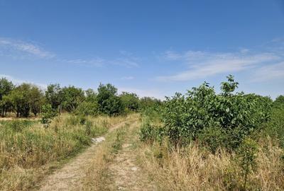Domnesti - Ciutaci, vanzare 4 loturi de teren intravilan - 20