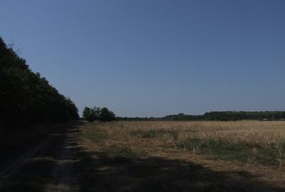 Clinceni-Ordoreanu-padure loturi  733mp - 9