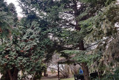 Vilă interbelică și teren 684 mp zona Viilor/Parcul Carol - 13