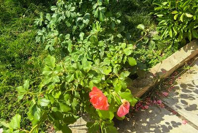 Casa Breaza , zona centrala , 500mp teren drept ,toate utilitatile - 21